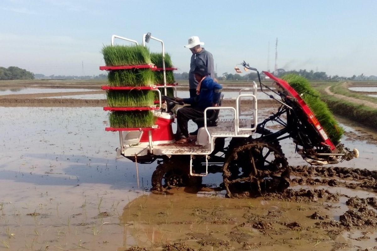 cara menghemat tenaga saat menanam padi