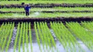 Pola Tanam Padi Menggunakan Sistem Empat Baris