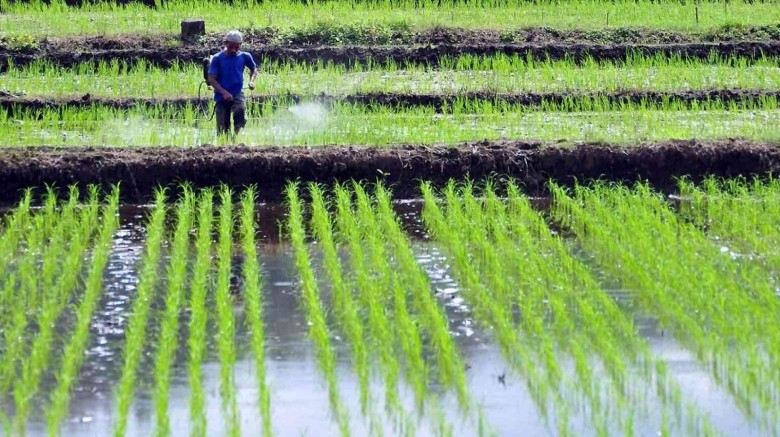 Pola Tanam Padi Menggunakan Sistem Empat Baris