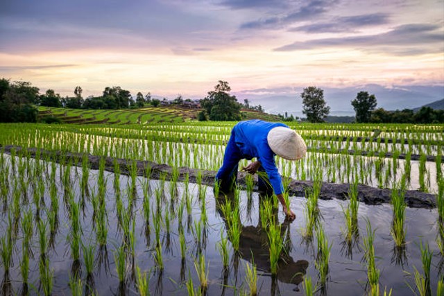 Cara Menghemat Biaya Tenaga Tanam