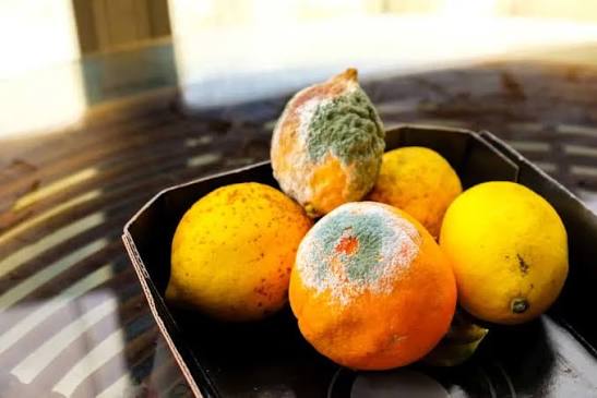 Penyebab Bahan Makanan Cepat Membusuk