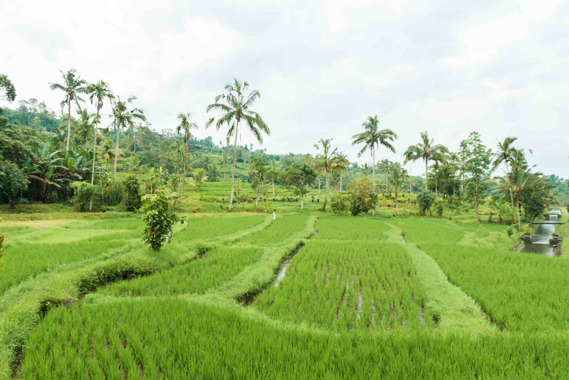 cara menyesuaikan alat dengan luas sawah